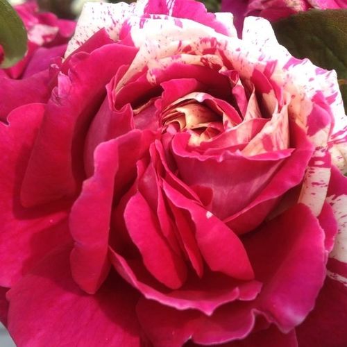 Rózsaszín - fehér - Rózsa - Barroma® - Online rózsa vásárlás